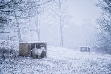 goat in white winter snow