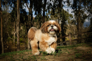 Fototapeta premium Shih Tzu dog walking through forest