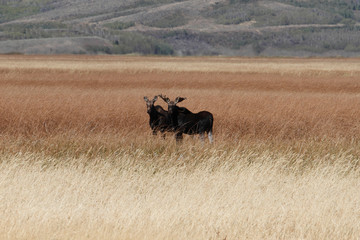Two moose in a field in Idaho