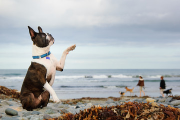 Boston Terrier dog sitting up and shaking paw in air at ocean beach