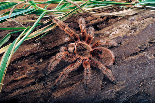 Chilenische Vogelspinne (Grammostola sp. "Maule") - tarantula from Chile