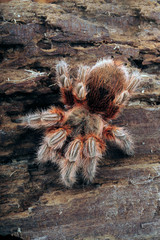 Chilenische Vogelspinne (Grammostola sp. 
