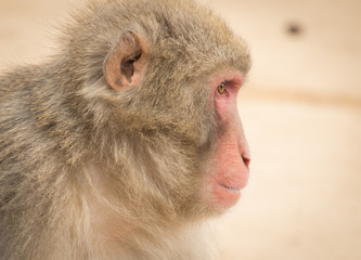 Fototapeta premium Japanese Monkey Pondering Life