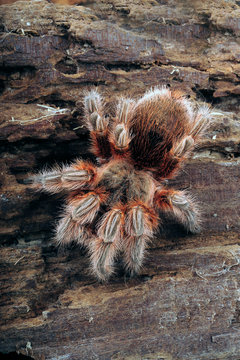 Chilenische Vogelspinne (Grammostola sp. "Maule") - tarantula from Chile