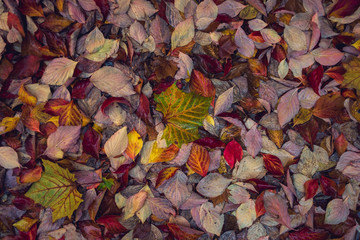 Two striped leaves in a pile of colorful fall leaves