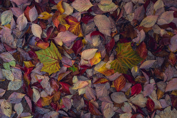 Two striped leaves in a pile of colorful fall leaves background