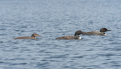 Loon Family out for an Afternoon Swim