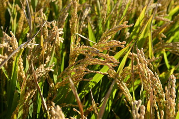 Mature rice in the field