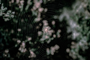 Spider and his net