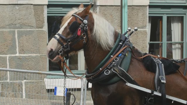 Working carriage horse. Rue du Tresor, Quebec City, Quebec, Canada.