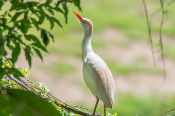 egret flying and landing