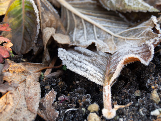 凍りついた落ち葉