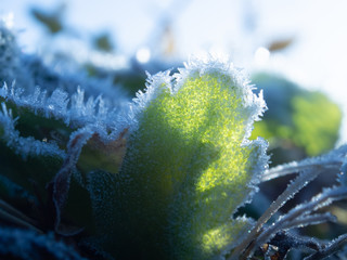 霜がついた草　植物　冬の朝　寒い　氷