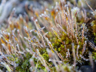霜がついた草　植物　冬の朝　寒い　氷