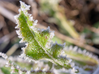 霜がついた草　植物　冬の朝　寒い　氷