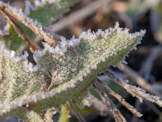 霜がついた草　植物　冬の朝　寒い　氷