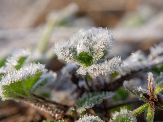 霜がついた草　植物　冬の朝　寒い　氷