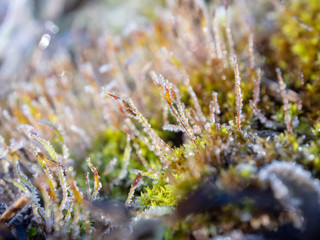 霜がついた草　植物　冬の朝　寒い　氷