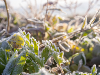 霜がついた草　植物　冬の朝　寒い　氷