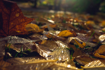 groundlevel close-up of golden shining leaves with water drops catching the sun