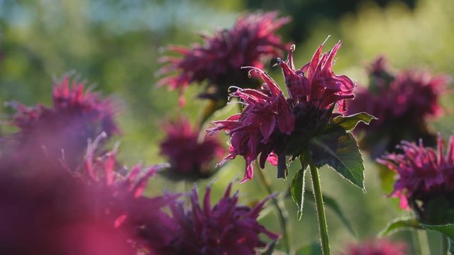 Macro shot of fuchsia coloured wild Bergamot flower. Shallow depth of field.