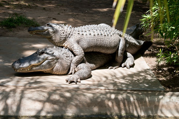 two alligators