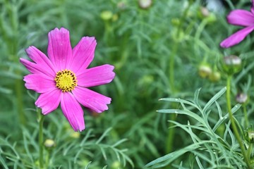 Cosmos flower in tropical