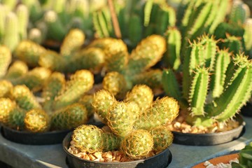 Beautiful cactus in tropical