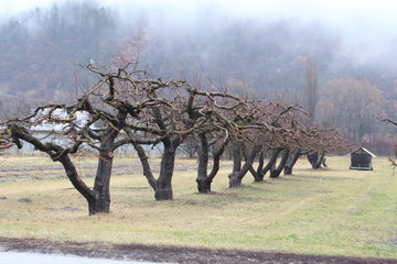 Trees in winter