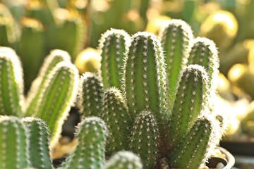 Beautiful cactus in tropical