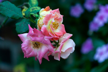 Wild and oganic rose flower, pink, love, tropical, fresh, romantic. Rosaceae