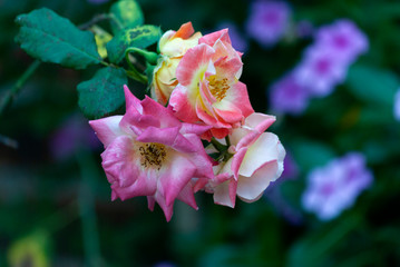 Wild and oganic rose flower, pink, love, tropical, fresh, romantic. Rosaceae