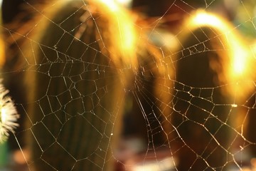 spider webs on cactus