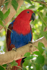 female eclectus parrot