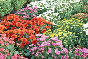 Chrysanthemum flower in tropical