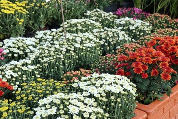 Chrysanthemum flower in tropical