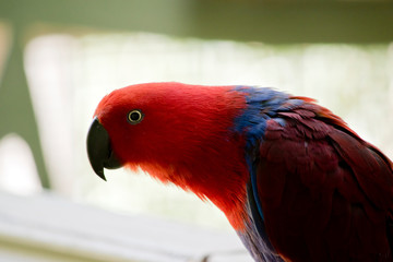 female eclectus parrot