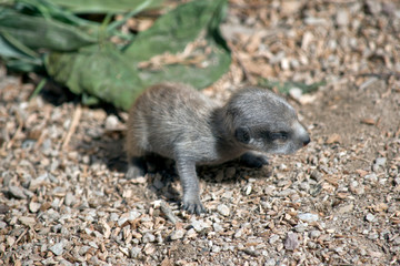 meerkat baby