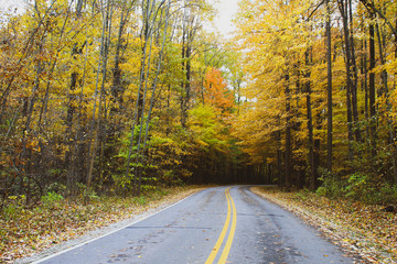 road in autumn forest