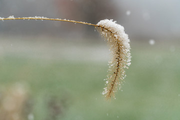 frozen foxtail grass