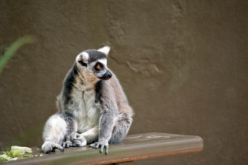 ring tailed lemur