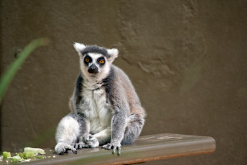 ring tailed lemur