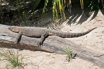 rosenberg's monitor lizard