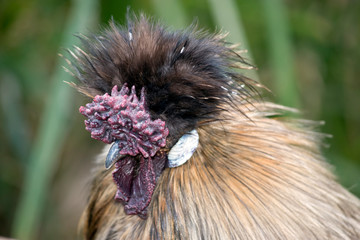 silky bantam
