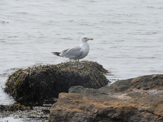 Seagulls by the shore with the ocean in the background