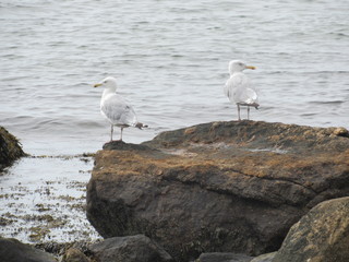 Seagulls by the shore with the ocean in the background