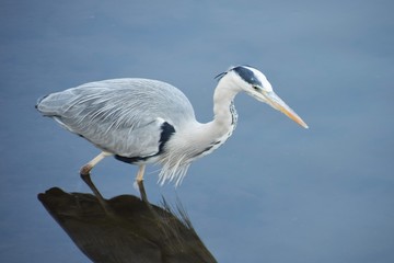A heron in the river