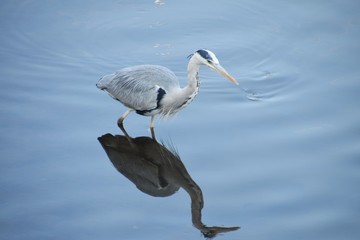 A heron in the river