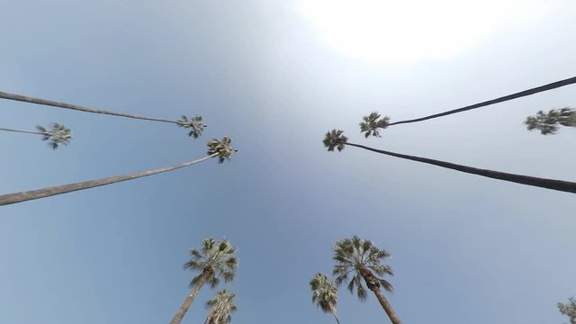 Driving Palm Trees. Car shot, angle looking up at the palm trees moving against the sky.
