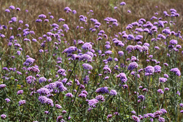 Naklejka premium Flores no campo